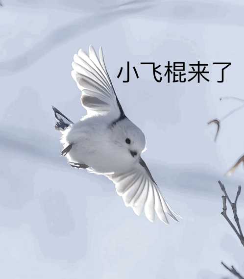 有没有这种小鸟表情包呀?