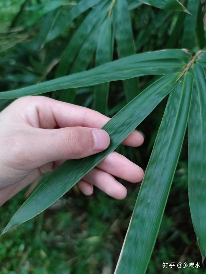 竹类有哪些种类孝顺竹? - 知乎