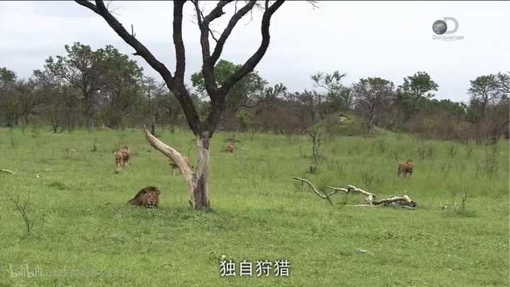 为何狮群中的狮王是公狮子？ - 知乎