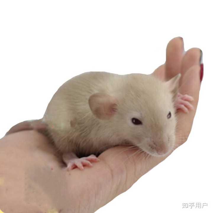 花枝鼠怎么养呢?新手该注意什么呢? - 知乎