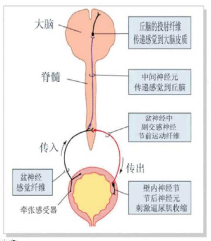 排尿反射的初级神经中枢(位于脊髓)损坏,还可以产生尿意吗? - 知乎