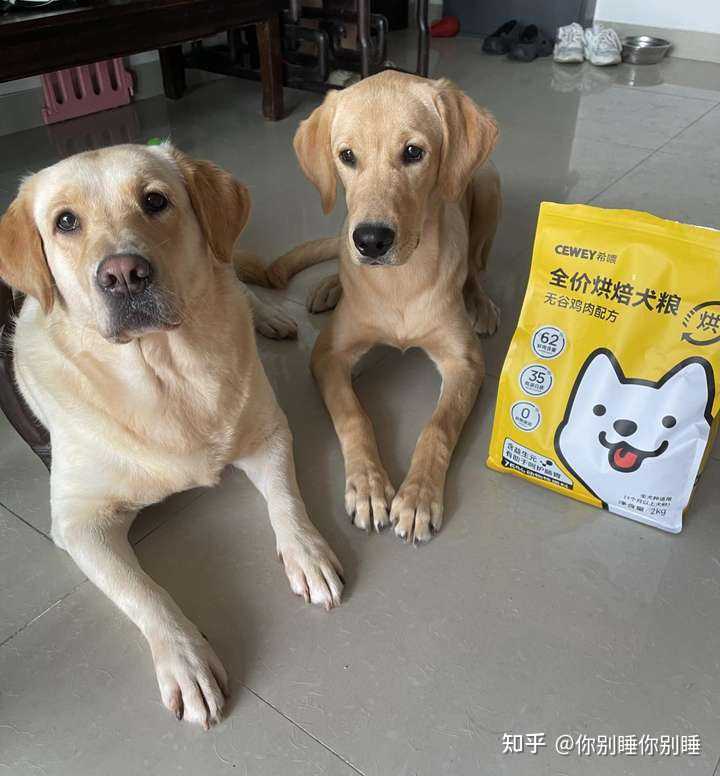 狗吃狗粮腻了怎么办? - 知乎