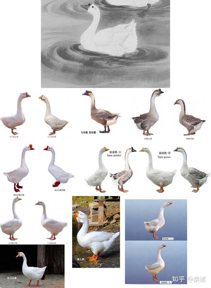 雁鹅是一种鹅吗?从生物学种属和消费心理如何理解和判断? - 知乎