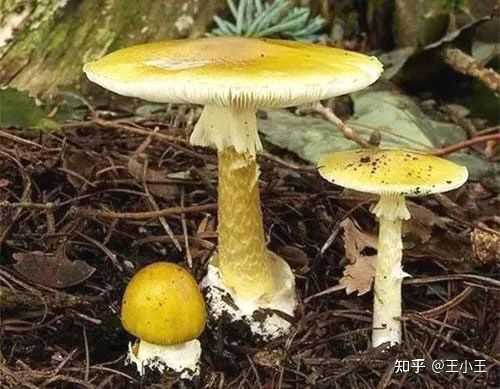 鹅膏菌有能吃的吗？ - 知乎
