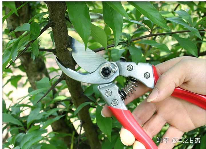 修枝剪有什么品牌和型号值得推荐的? - 知乎