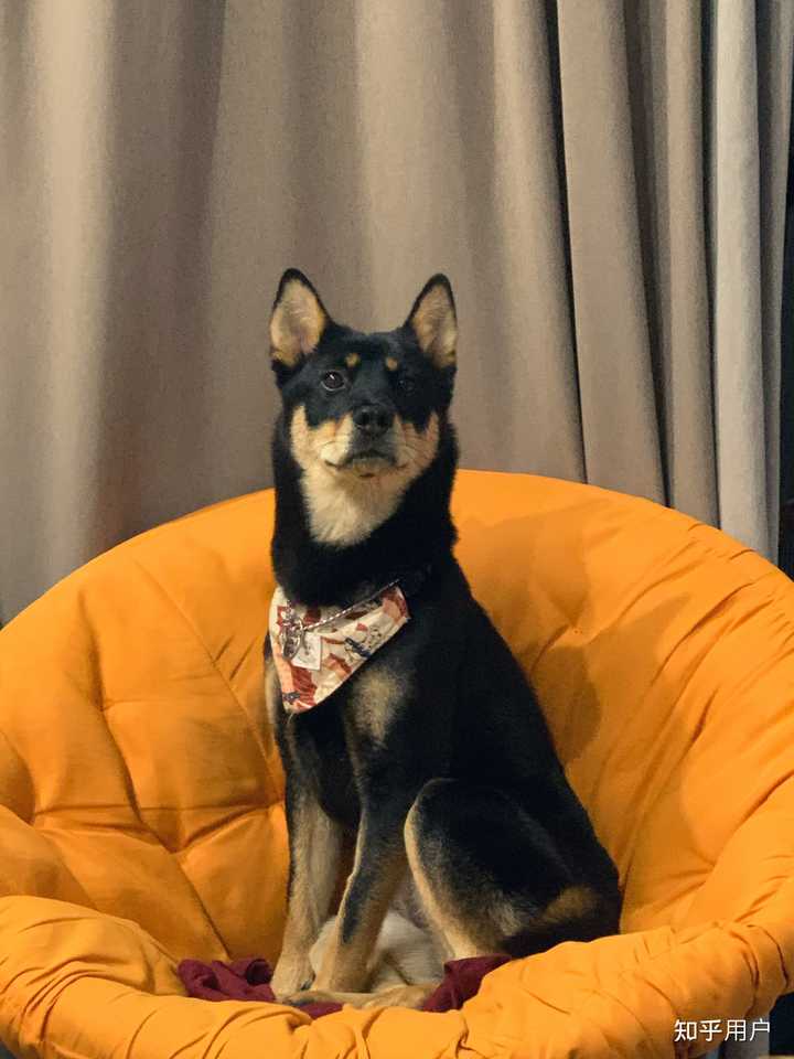 中华田园犬中的四眼狗是什么犬类？ - 知乎