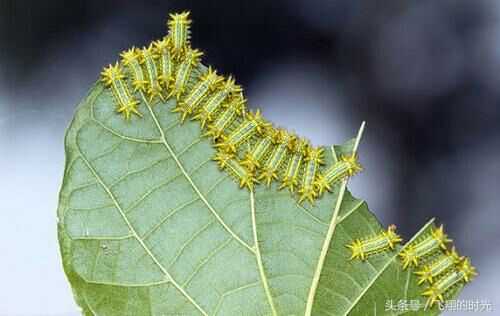 有哪些特别恐怖的生物? - 知乎