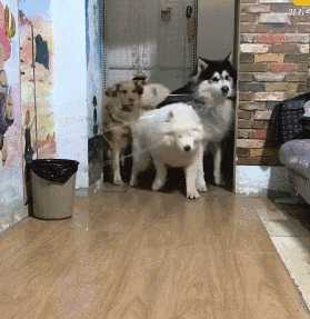 动图封面