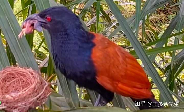 40多只鸡离奇失踪,竟是被鸭活生生吃了!鸭子又不是猛禽,为什么会这么生猛? - 知乎