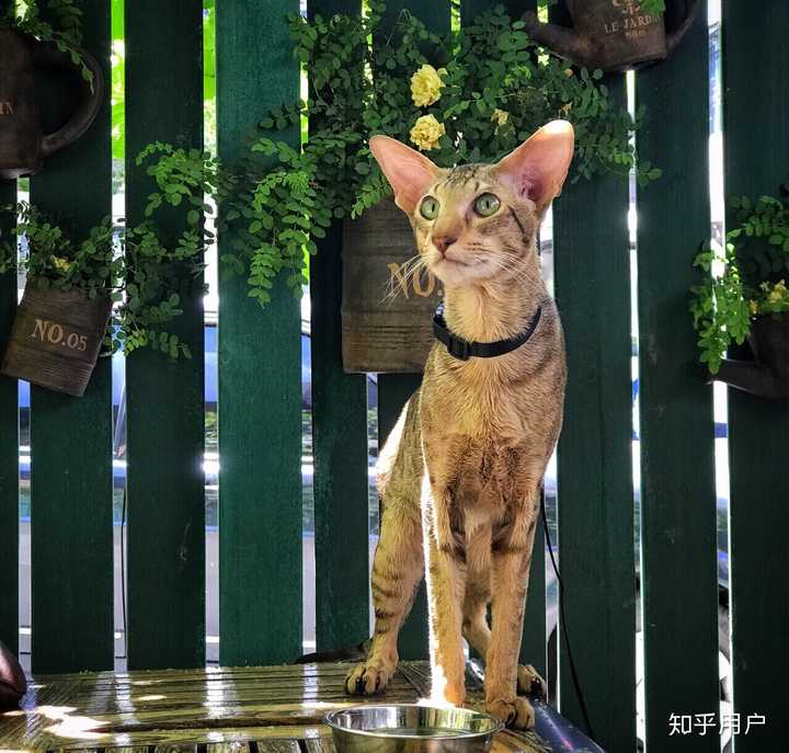 养东短(东方短毛猫)是什么体验? - 知乎