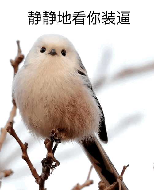 有没有这种小鸟表情包呀