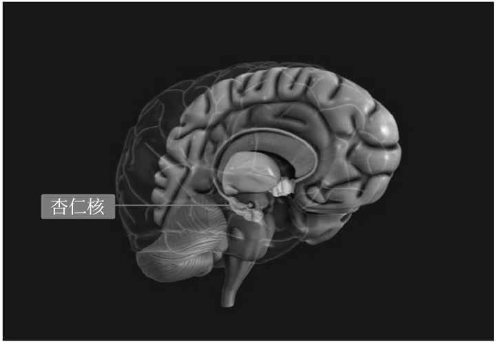 现在心理学真乱啊，杏仁核到底有什么用啊？ - 知乎