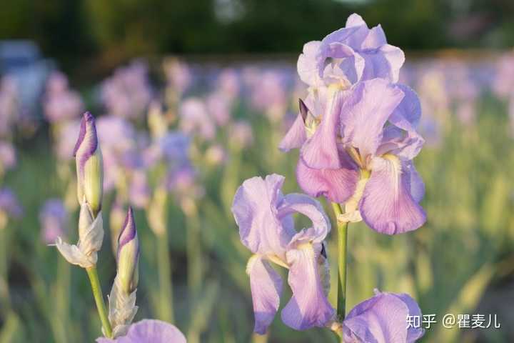 鸢尾和香根鸢尾有什么区别,是同一种植物吗? - 知乎