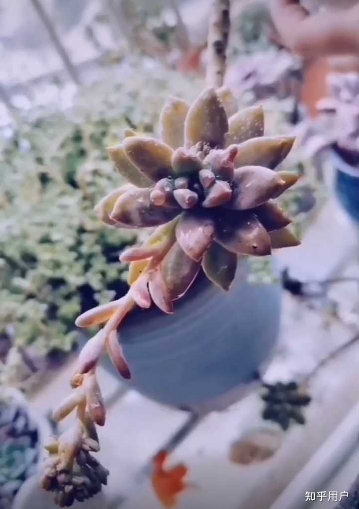 多肉到底要怎么养? - 知乎