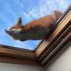 天窗上的狐狸