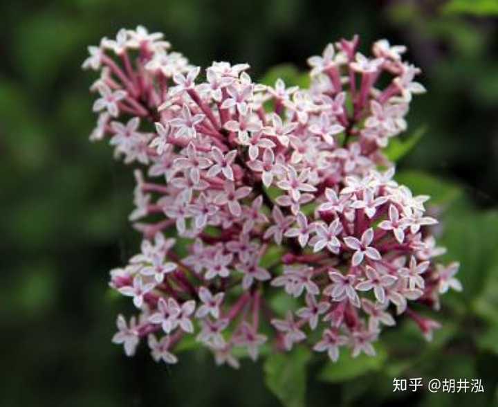 花是由哪几个部分组成的? - 知乎