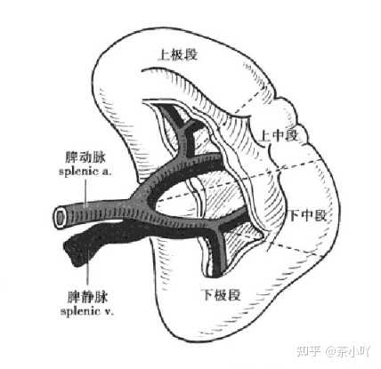脾，在哪个部位？ - 知乎