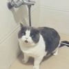 凉酱