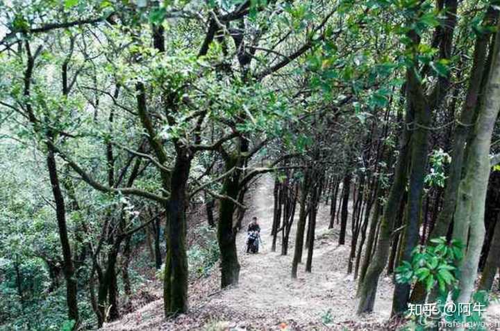 牛头山水库_牛头山水库库容_牛头山水库长度多少