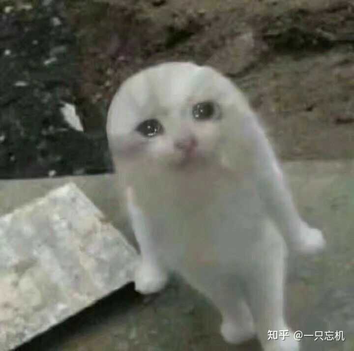 有没有很傻逼的猫的表情包？ - 知乎