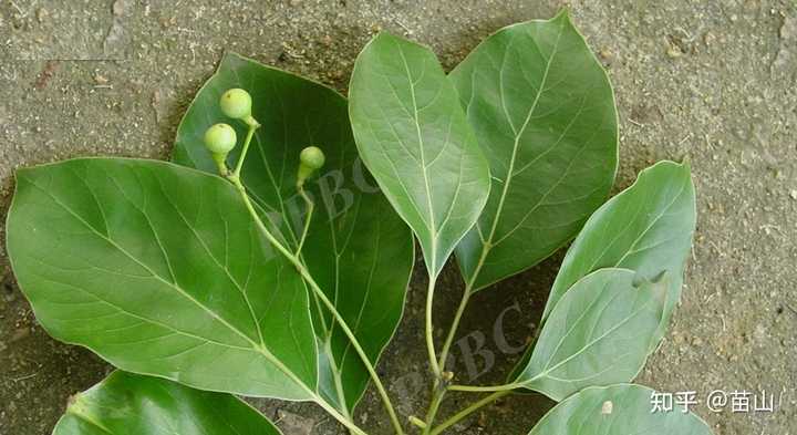 植物大佬们,我突然发现樟(香樟)和油樟好难区分,有谁可以告诉我? - 知乎