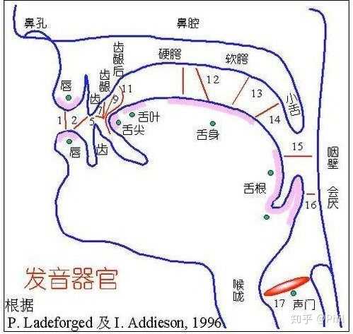 音标 /k/ 和 /ɡ/ 如何做到舌后根紧贴软腭? - 知乎