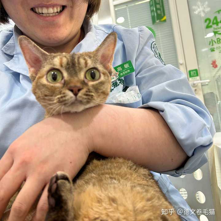 猫咪身上的是寄生虫吗? 知乎