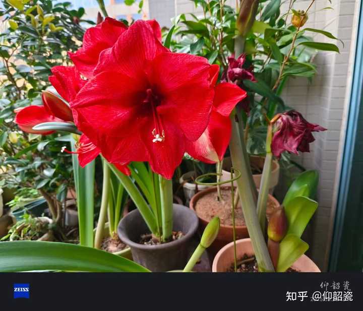栽种朱顶红后多久会开花呢? - 知乎
