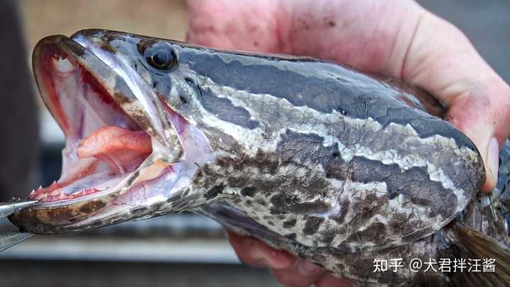 有哪些特别好吃的入侵物种? - 知乎