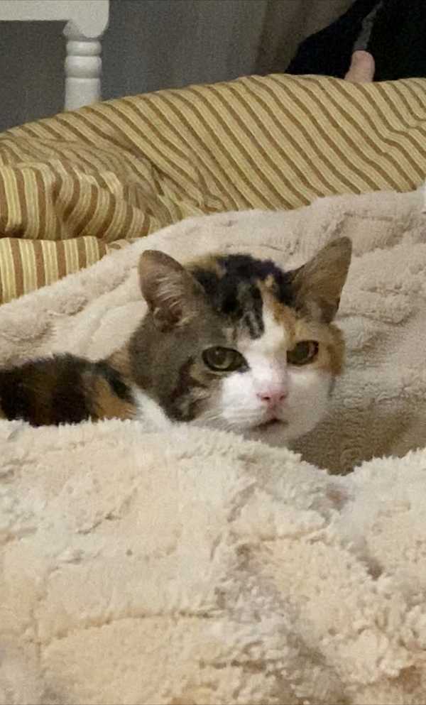 养了很多年的猫去世了是什么感觉，大家都是怎么做的？