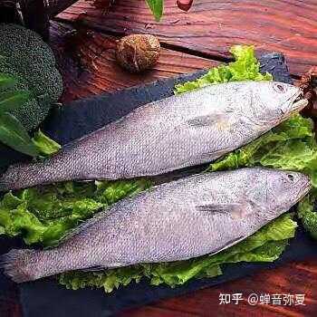 鮸鱼的食用价值怎么样? - 知乎
