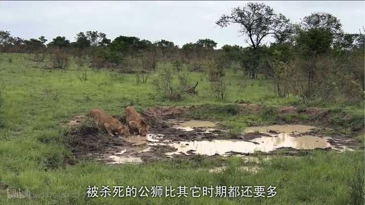 为何狮群中的狮王是公狮子？ - 知乎
