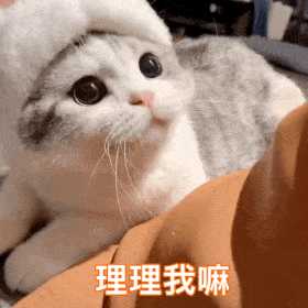 你有哪些有趣的萌宠表情包