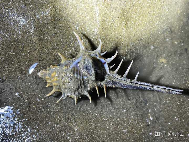 海边沙滩上透明的像果冻一样的是什么? - 知乎