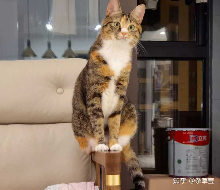 现在的家养猫一辈子不出门对他们来说真的好吗? - 知乎