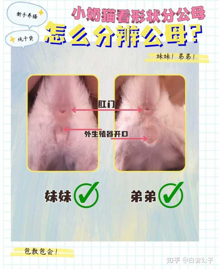 小猫的公母怎么区分? - 知乎