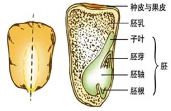 哪些植物的果实同时也是植物的种子? - 知乎