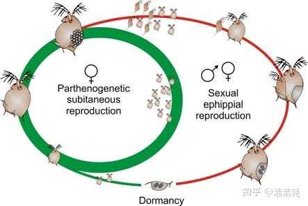 为什么有些动物可以孤雌生殖? - 知乎