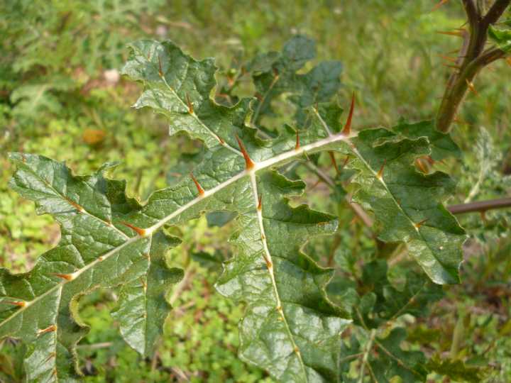 有哪些长得很无害,实际有毒的植物? - 知乎