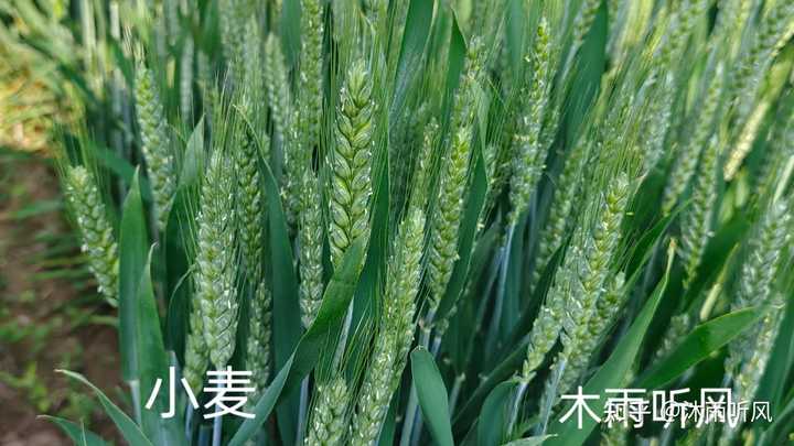 小麦扬花期可以浇水吗?有人说可以,有人说不可以,原因是为何? - 知乎