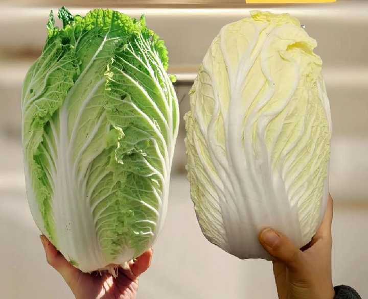 常见的白菜分为哪几种呢? - 知乎