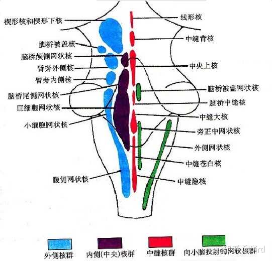 脑干网状结构在神经核团层面的构成及其神经投射关系是怎样的? - 知乎