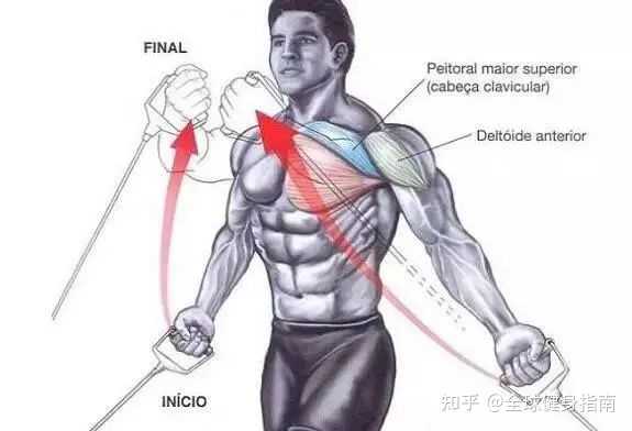 哑铃正握弯举与锤式弯举锻炼的肌肉主要是什么 - 知乎