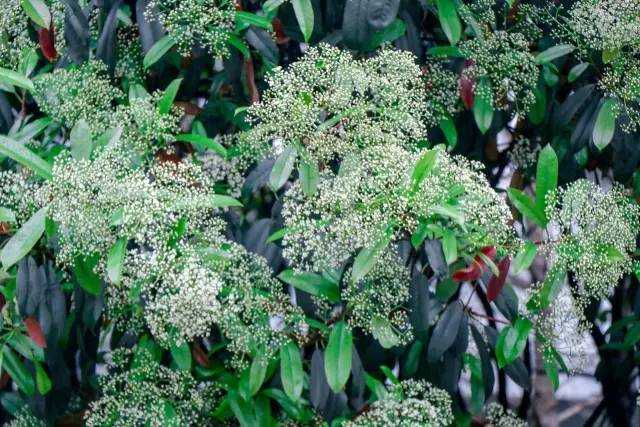 石楠花闻起来有精液的味道 为什么很多学校种石楠花 知乎