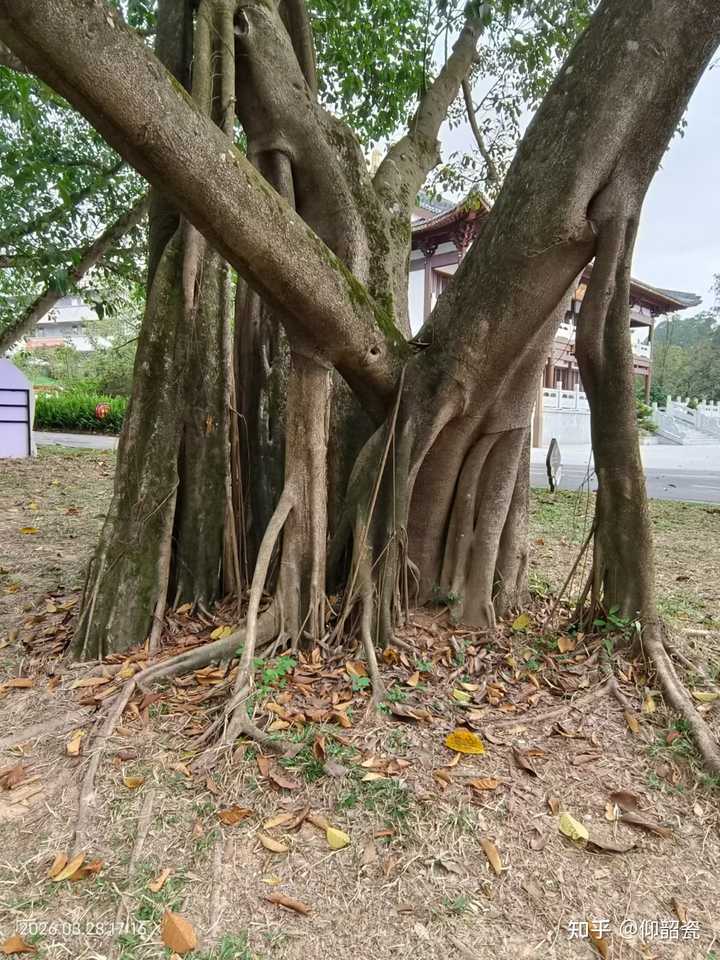 榕树的气根是做什么用的? - 知乎