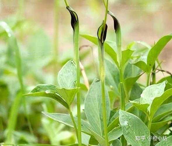 怎么种植半夏? - 知乎