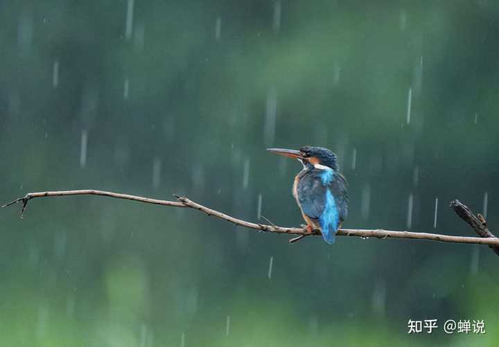 鸟累了可以睡在鸟窝,但是下雨了,它在哪里躲雨呢? - 知乎