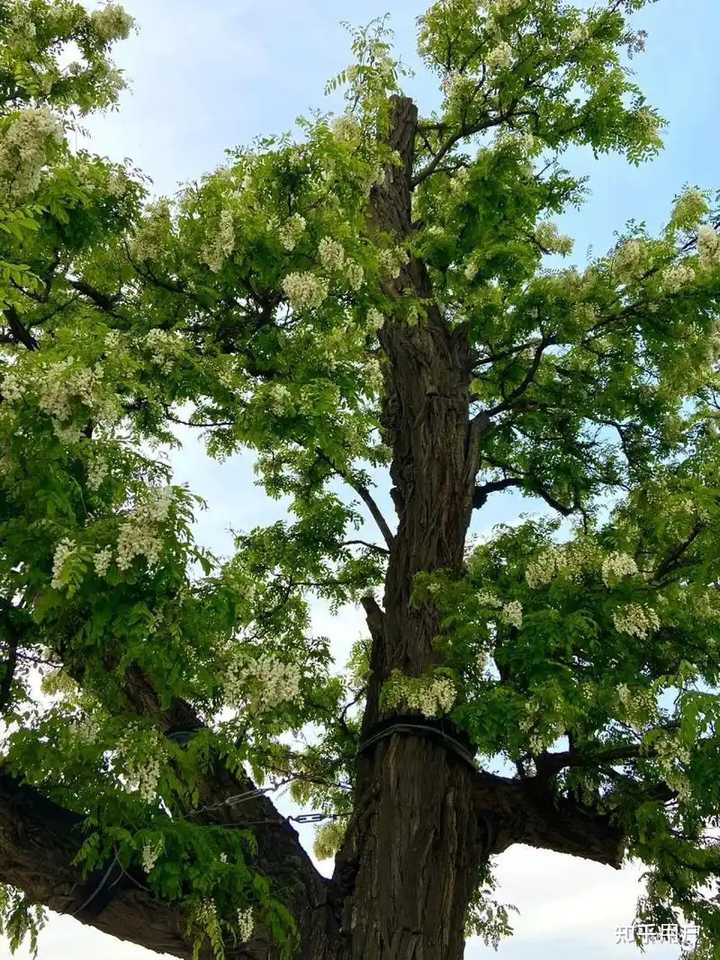 槐树在古代文化中具有吉祥平安、健康长寿的寓意，常被用作观赏和荫蔽的树木。描写“槐树”的古诗词有哪些？ - 知乎