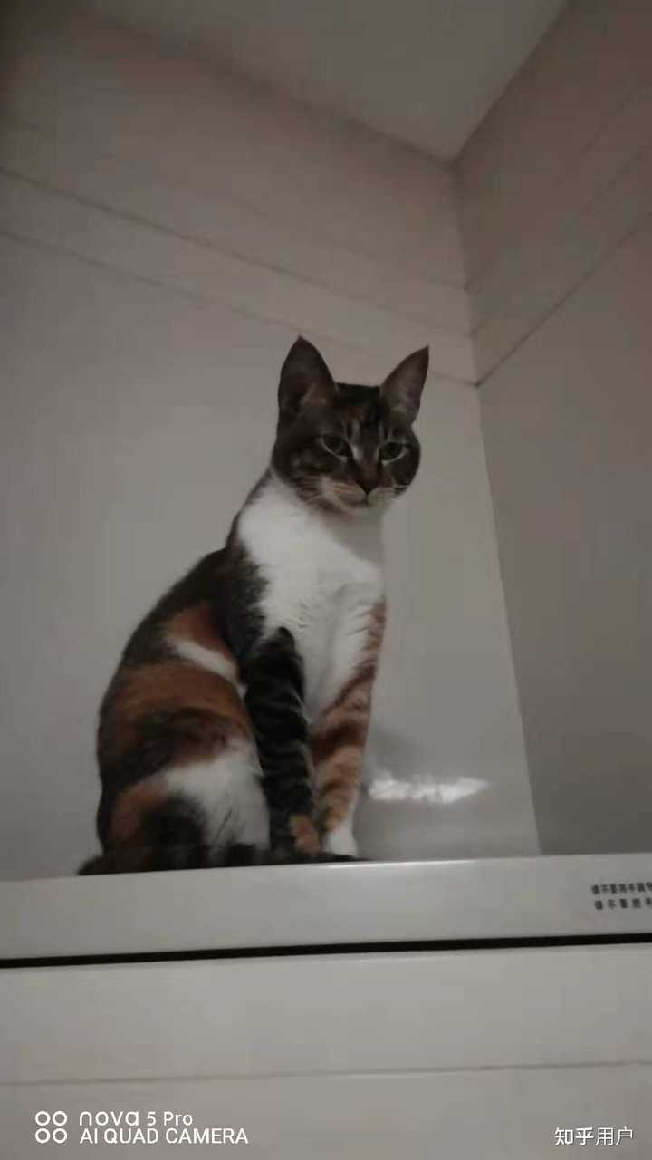 养雀猫(麻猫)是一种怎样的体验? - 知乎