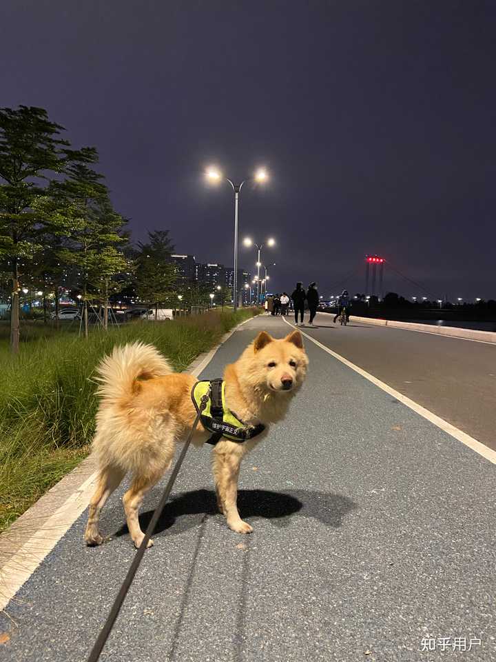 土松狮是土狗中最有希望成为国产翘楚的,为什么知道它的人寥寥无几? - 知乎